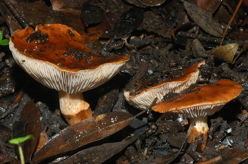 Il mondo dei funghi a Ostia